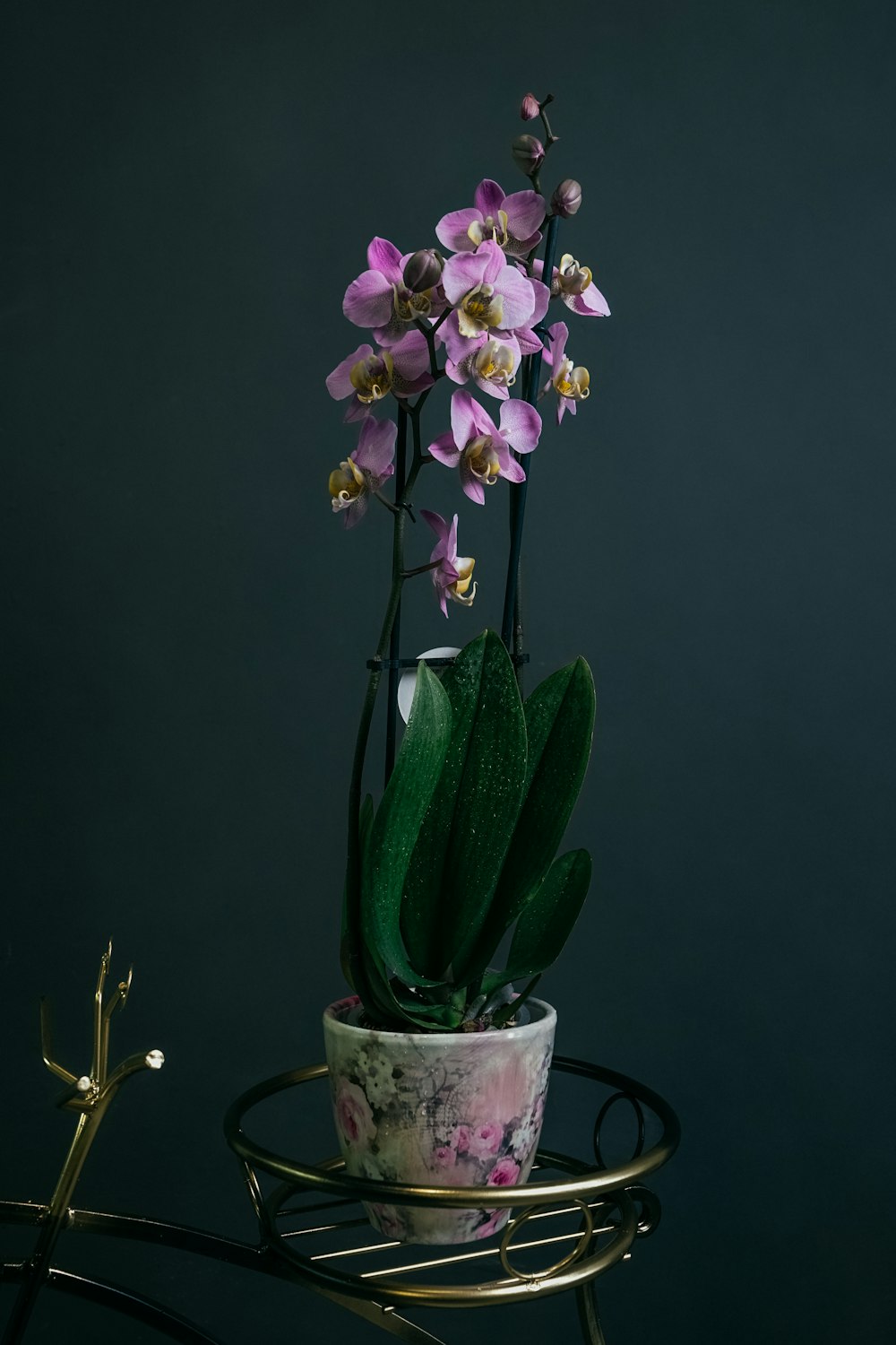 purple flower in clear glass vase