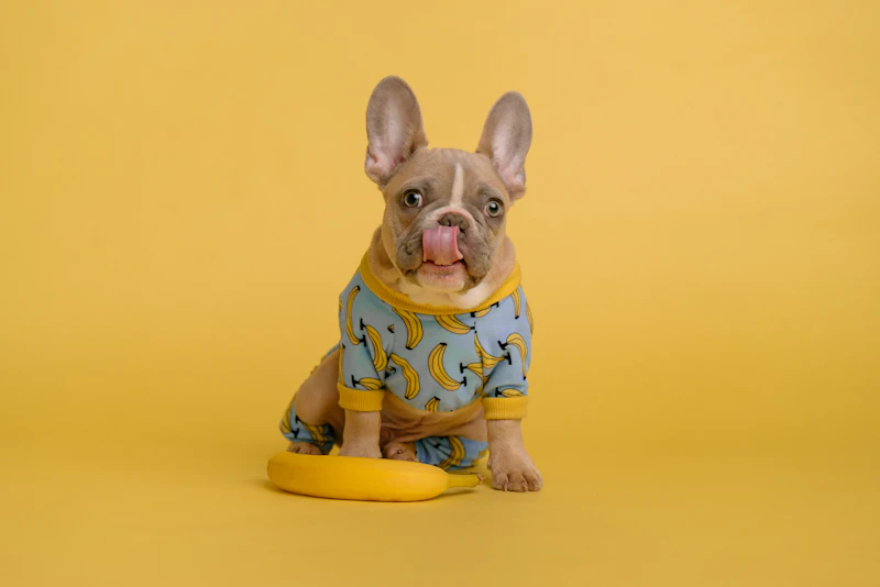 best pet insurance for french bulldogs - actuarial realities: why frenchie premiums are the highest in the industry