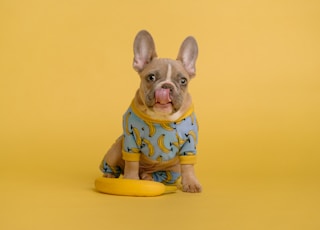 brown and white short coated puppy wearing blue and yellow shirt sitting on yellow round plate