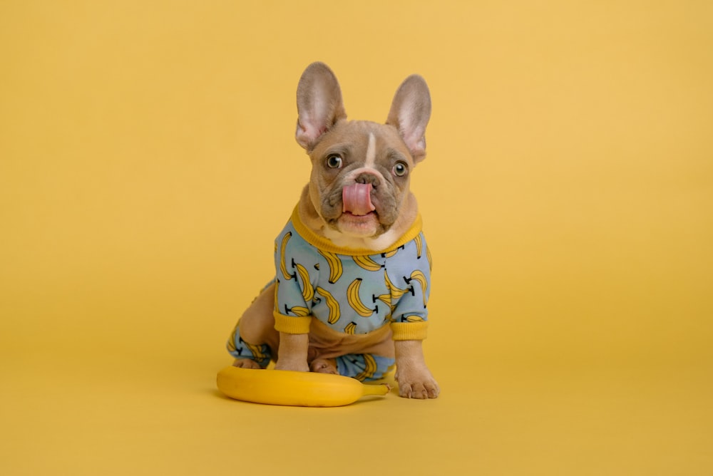 chiot brun et blanc à poil court portant une chemise bleue et jaune assis sur une assiette ronde jaune