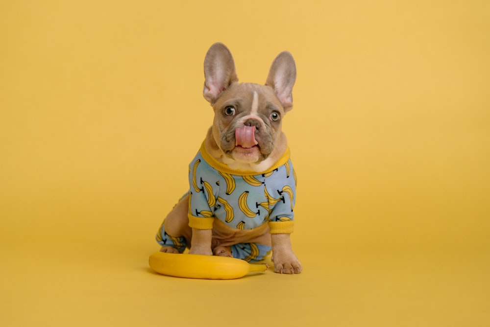 黄色い丸い皿の上に座っている青と黄色のシャツを着た茶色と白の短いコートの子犬