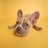brown french bulldog puppy lying on yellow textile