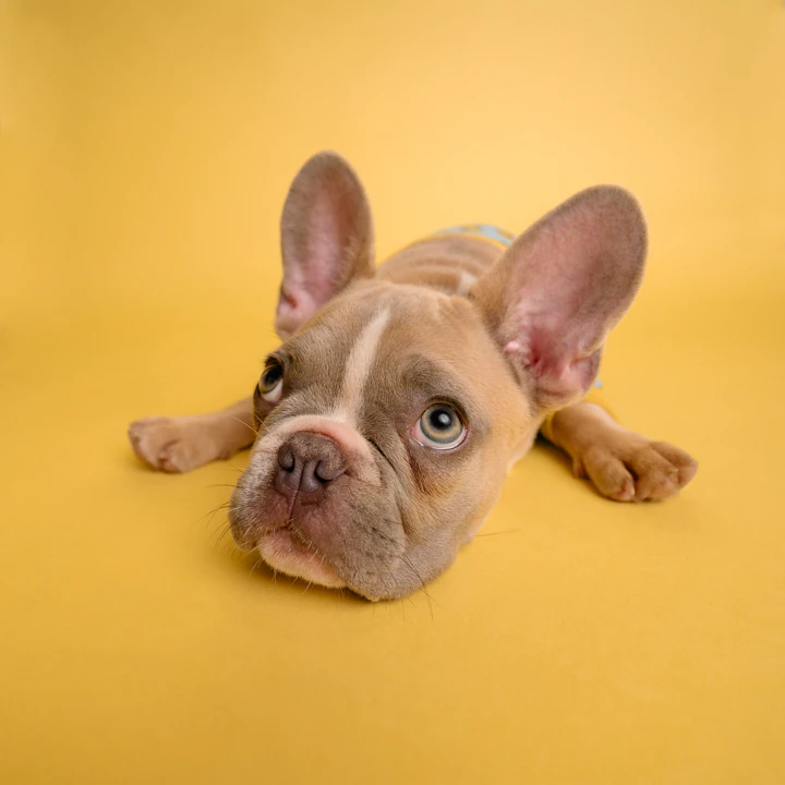 French Bulldog puppy for sale in Dubai