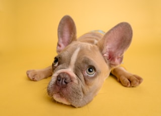 brown french bulldog puppy lying on yellow textile