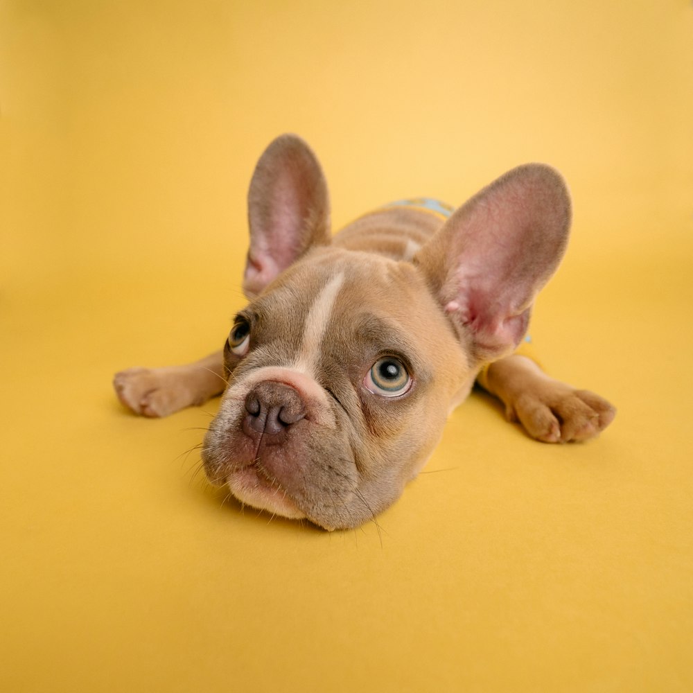 黄色い布地に横たわる茶色のフレンチブルドッグの子犬