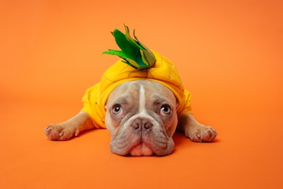 brown and white short coated dog wearing yellow and green shirt lying on orange textile