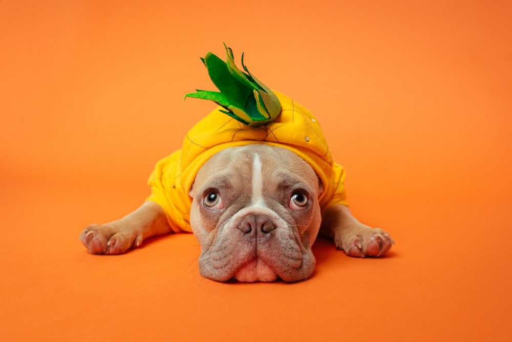 cão de pelagem curta marrom e branco vestindo camisa amarela e verde deitada em tecido laranja