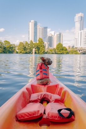 A small dog wearing a bright orange life jacket sits at the front of a kayak, facing forward. The kayak is in a body of water with gentle ripples, reflecting the blue sky. In the background, modern skyscrapers and lush green trees create an urban lakeside scene. A person is paddleboarding in the distance.