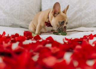 fawn pug lying on red and white floral textile