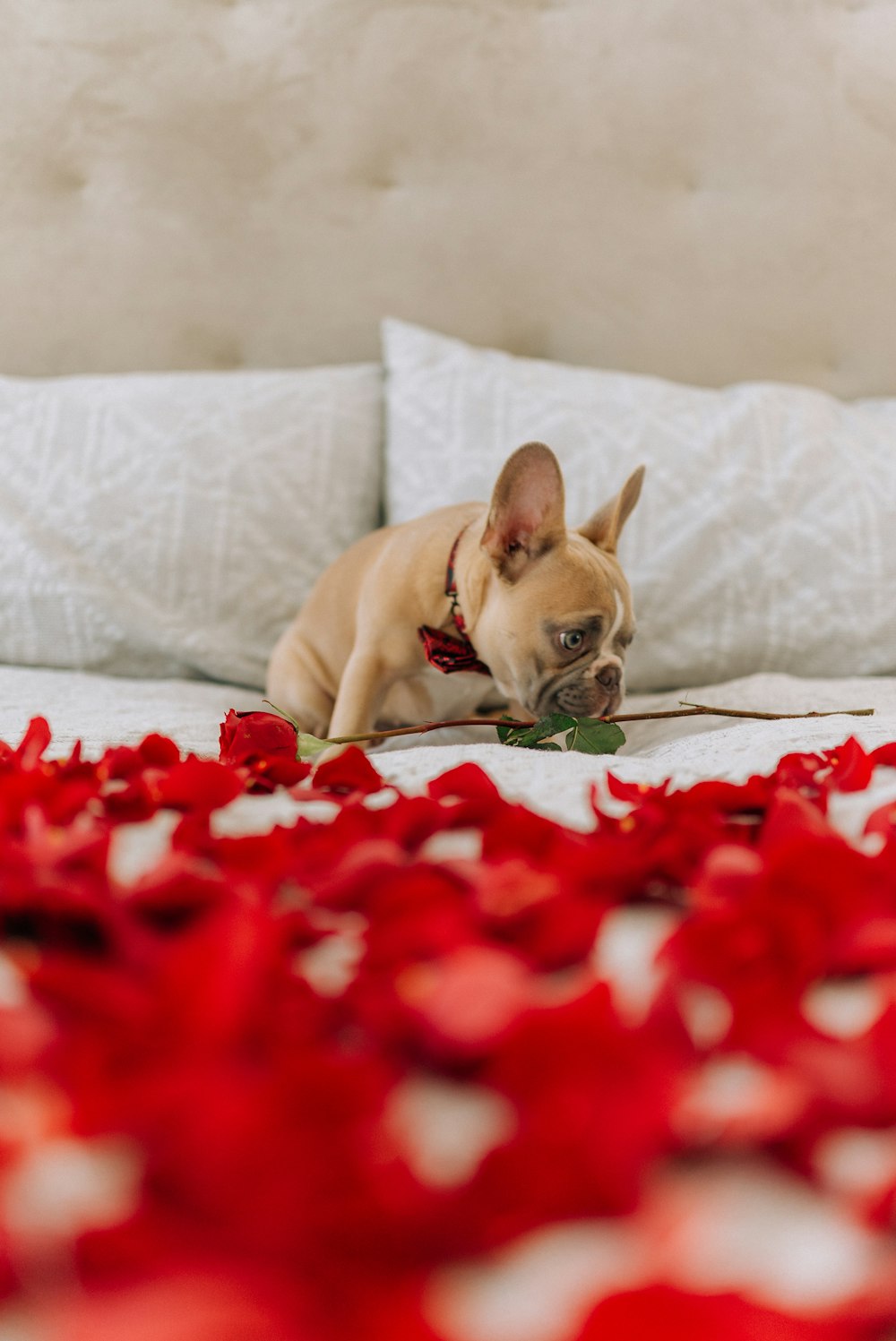 fawn pug lying on red and white floral textile