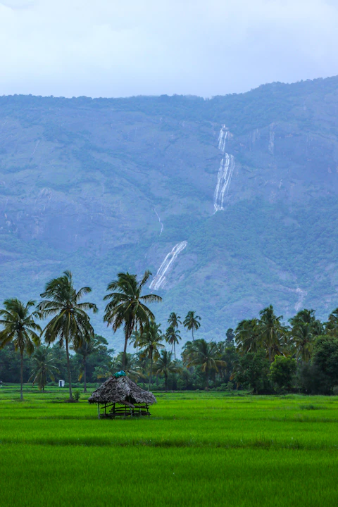Kerala Ayurveda & Wellness Tour Kerala Tour Package Holiday Vibez