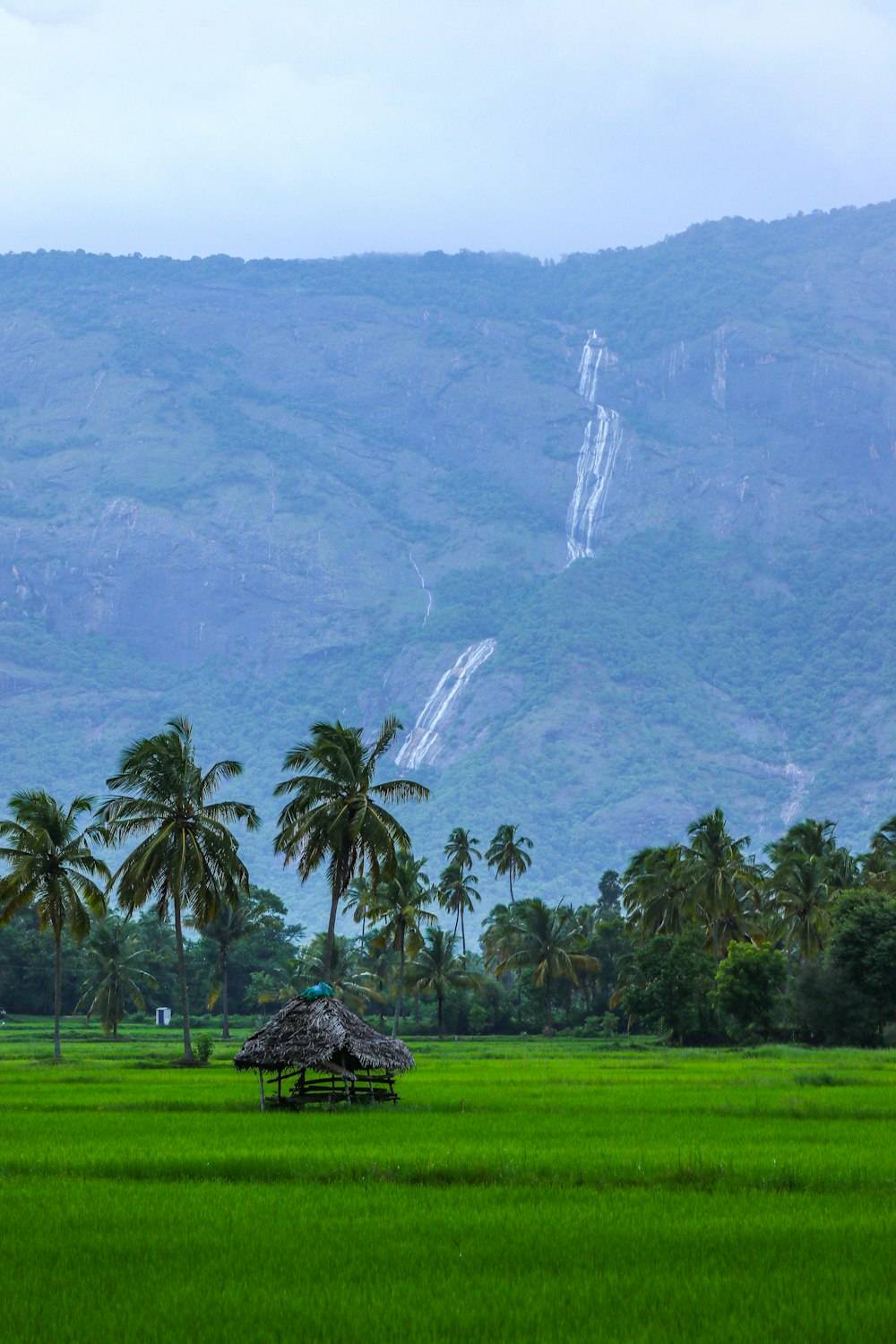 green grass field with green trees and mountain in distance