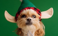 white and brown long coated small dog wearing santa hat