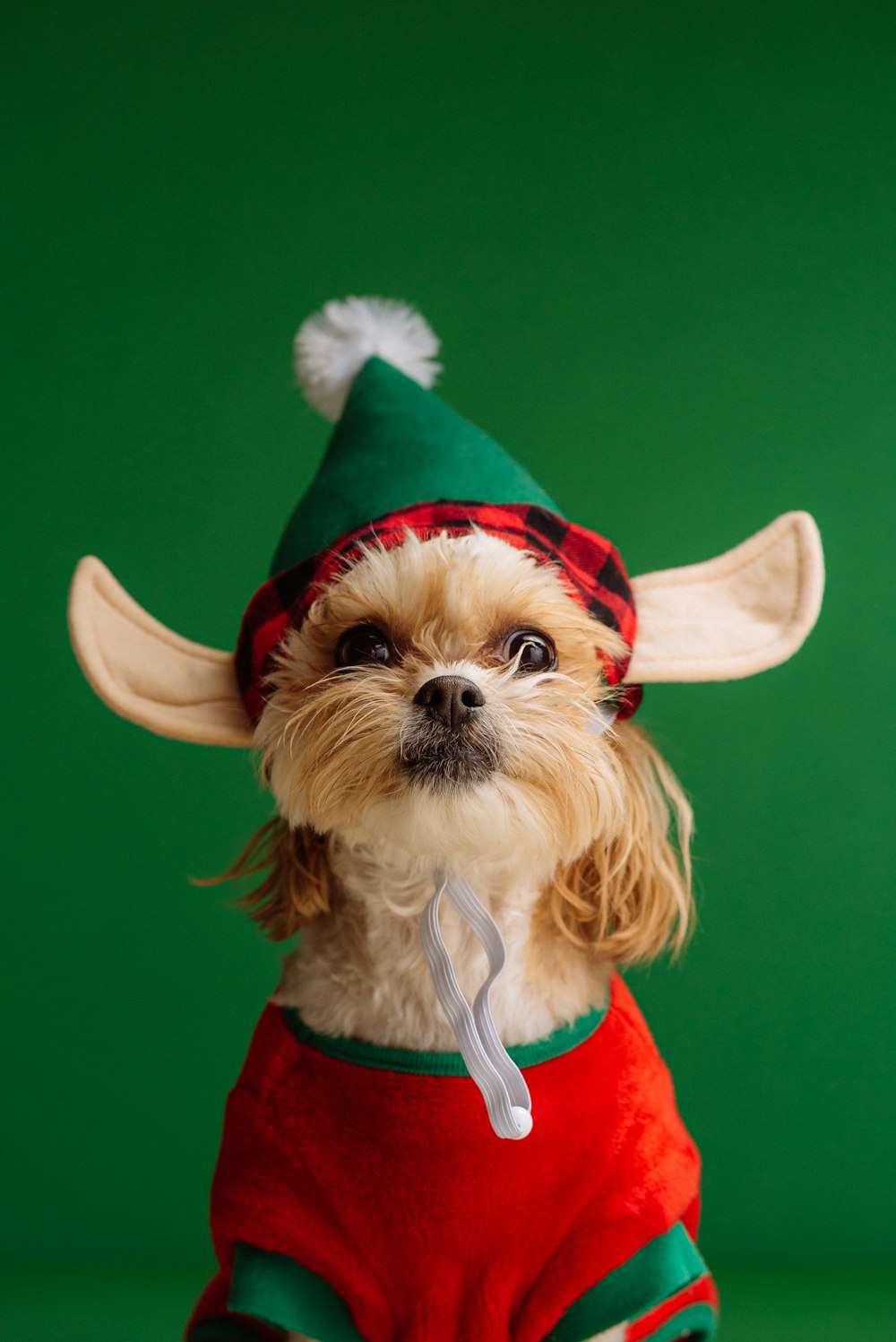 Perro pequeño de pelaje largo blanco y marrón con gorro de Papá Noel