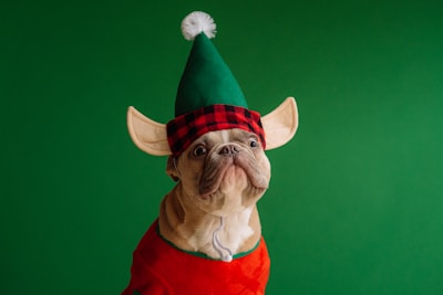 A dog wearing a festive elf costume, complete with a green and red hat featuring large elf ears and a pom-pom on top. The dog is dressed in an orange outfit and set against a plain green background.