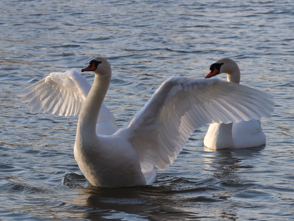 a couple of white swans swimming on top of a lake