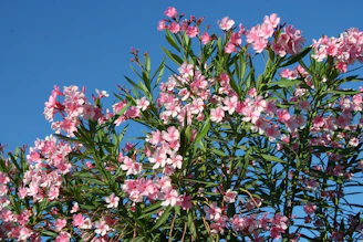 pink and white flowers under blue sky during daytime
