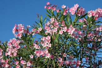 Oleander