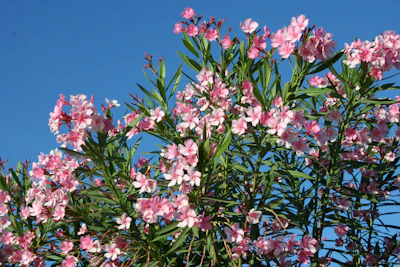 pink and white flowers under blue sky during daytime