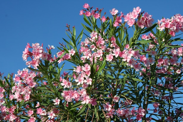 Oleander flowers and evergreen leaves growing in full sun