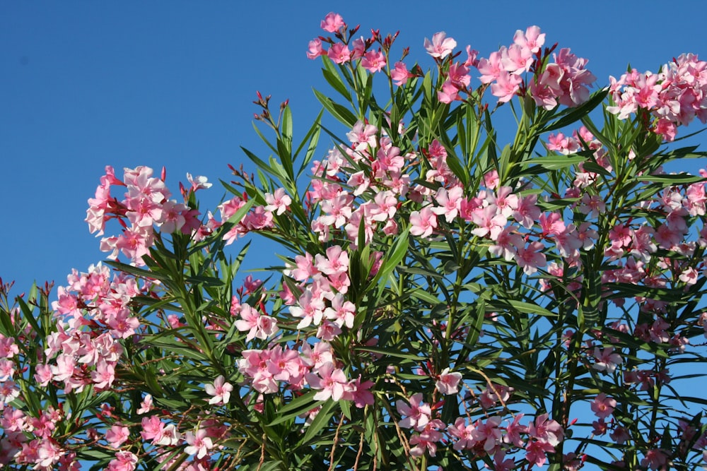 flores cor-de-rosa e brancas sob o céu azul durante o dia