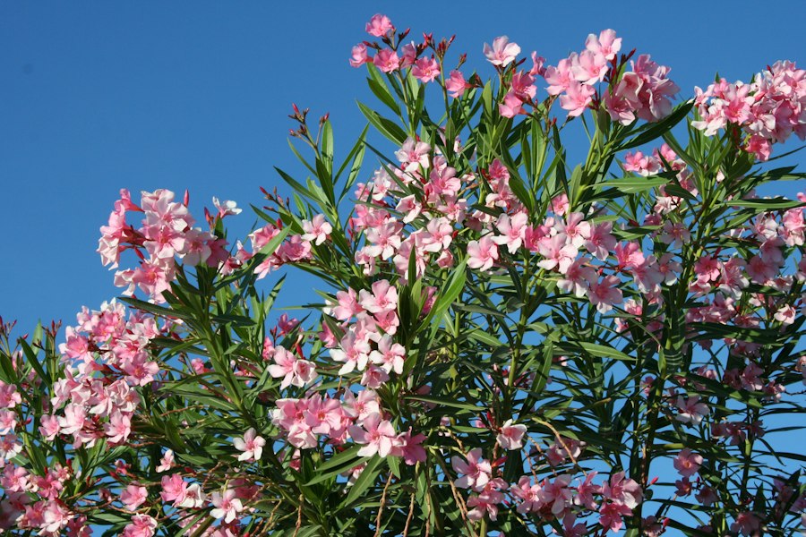 Laurier-rose