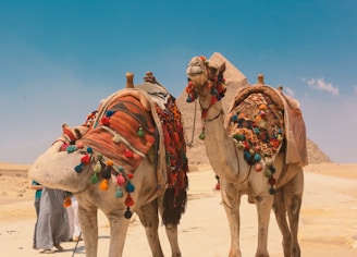 Discover the ultimate digital nomad’s guide to Cairo