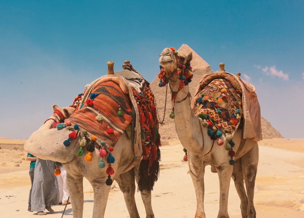 brown camel on brown sand under blue sky during daytime