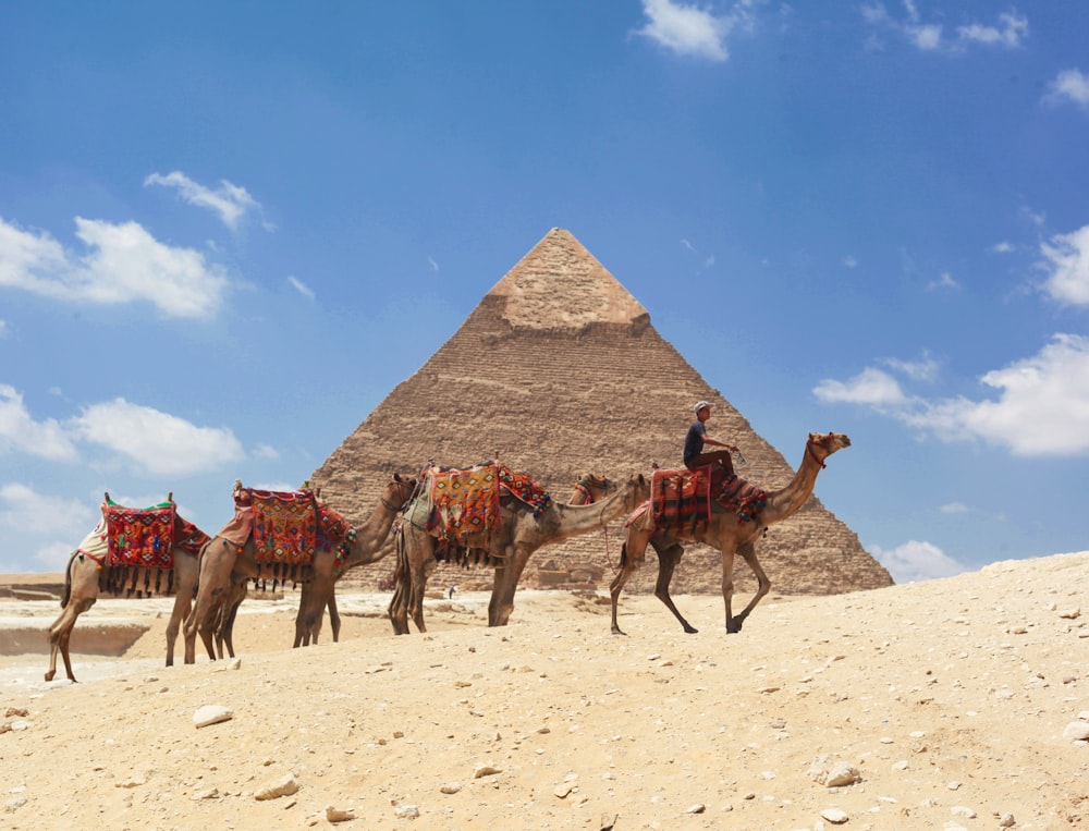 brown camels on brown sand under blue sky during daytime