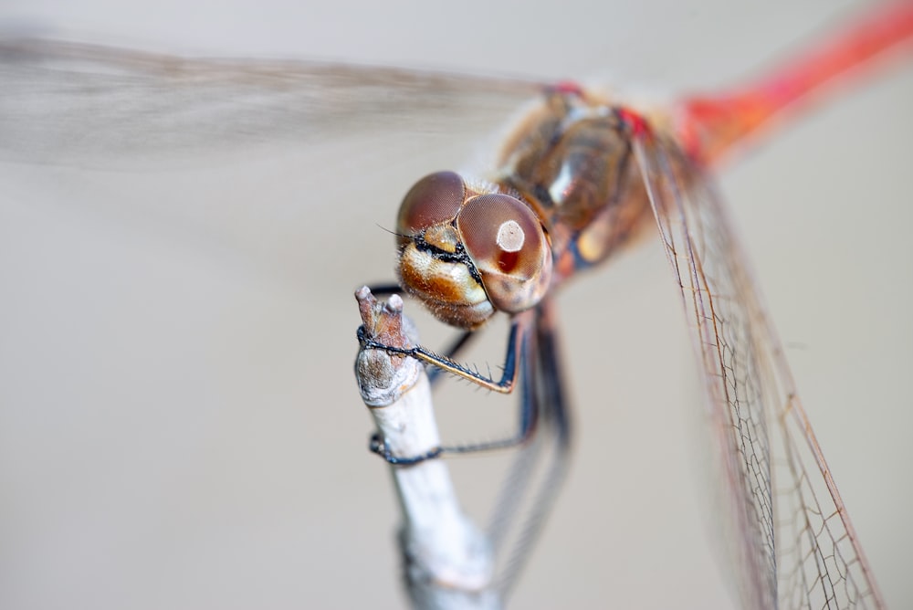 brown and white dragonfly on white stick