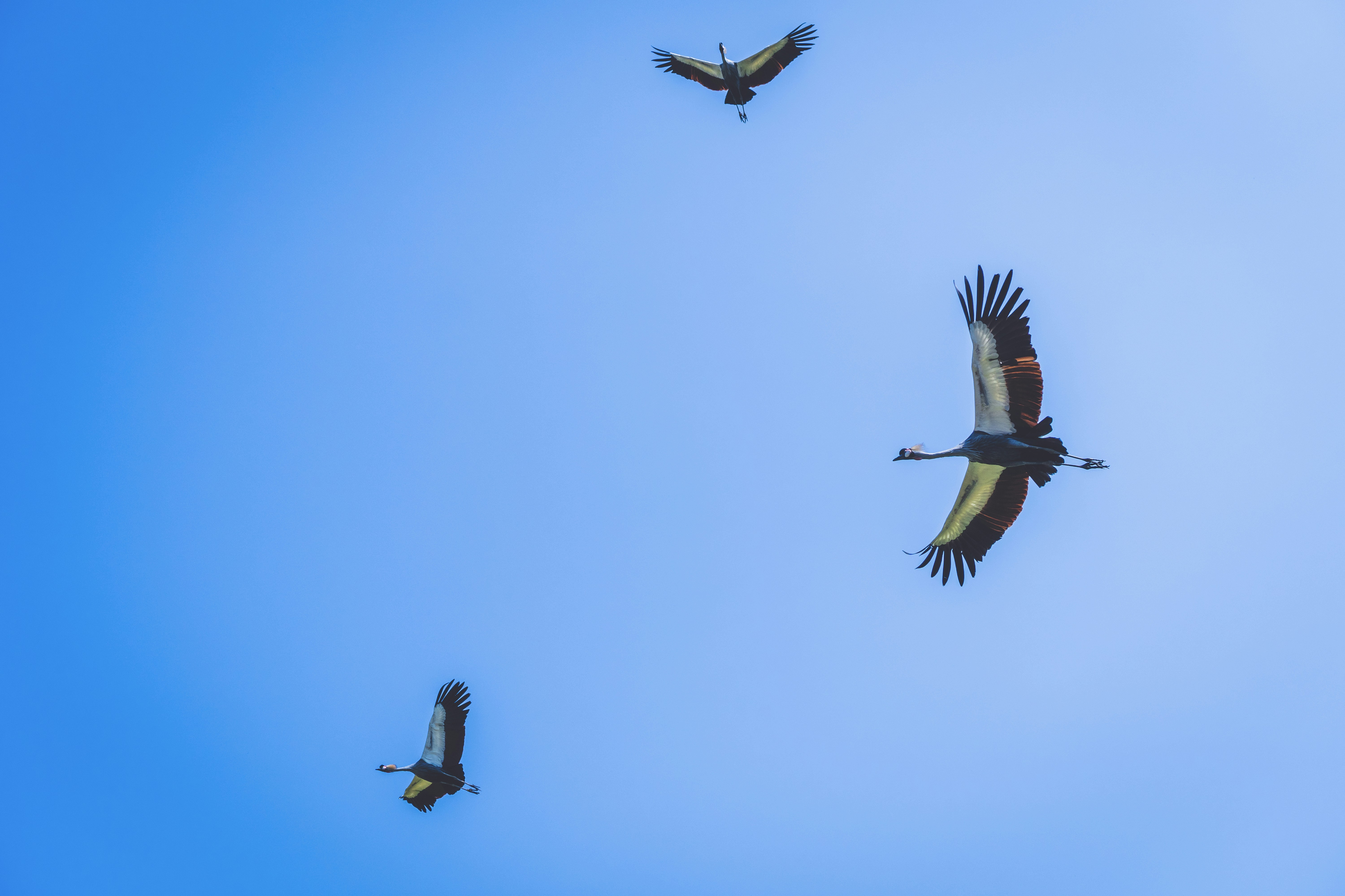 Cinco pájaros volando bajo el cielo azul durante el día