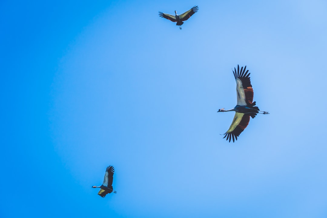 five birds flying under blue sky during daytime