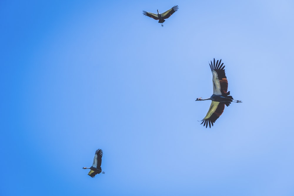 five birds flying under blue sky during daytime