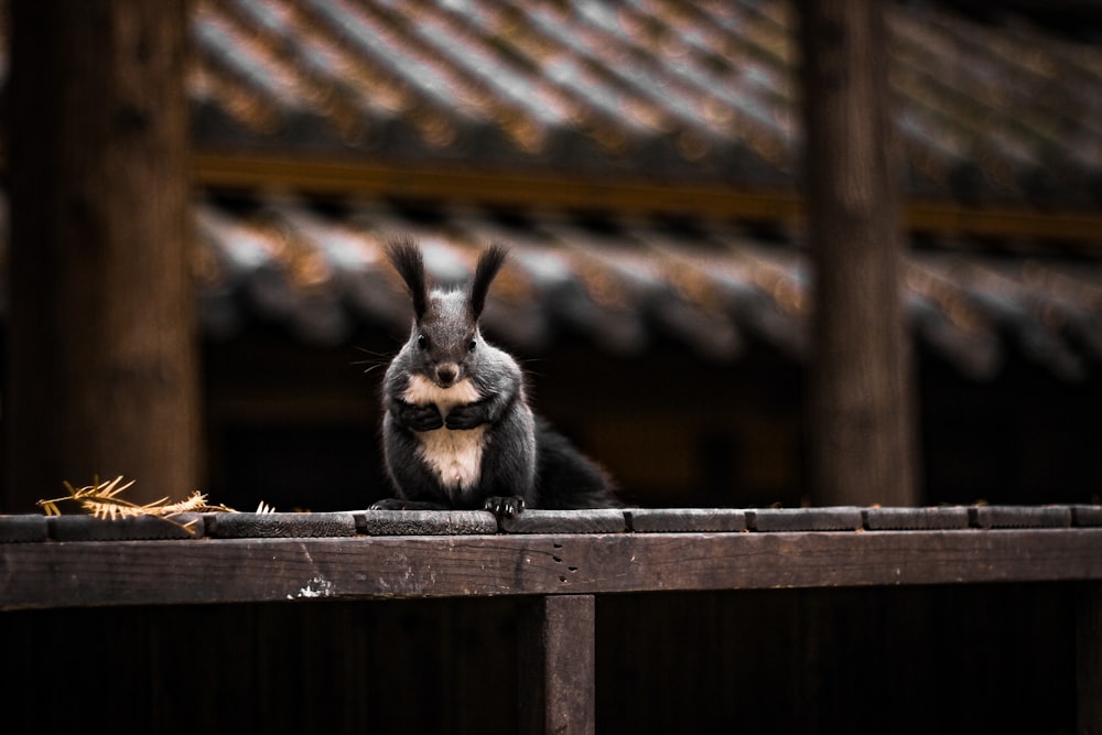 black and brown rabbit on brown wooden fence