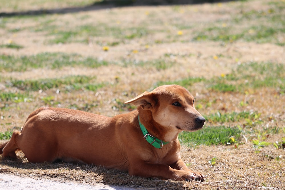 brown short coated dog lying on ground during daytime