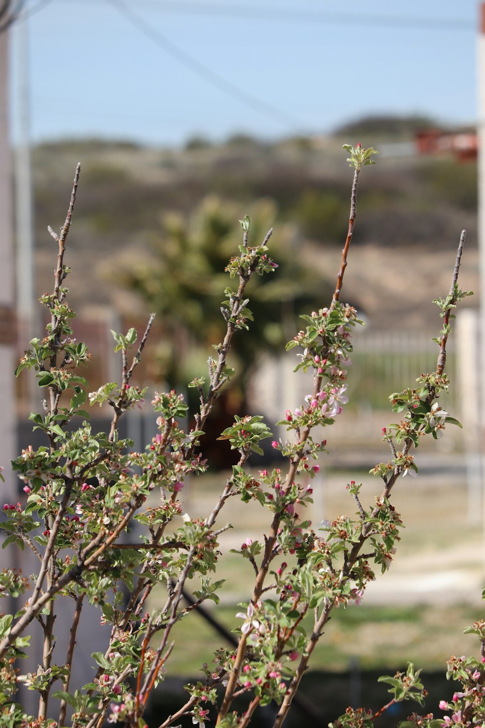 green and brown plant during daytime