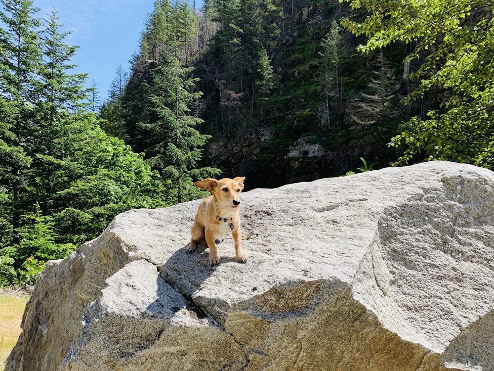 brown short coated dog on gray rock during daytime