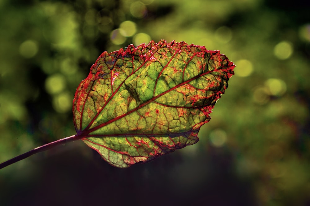 red and green leaf in close up photography