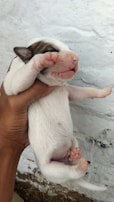 A small, white and brown puppy being gently held in a hand against a white wall background. The puppy's eyes are closed as it faces upwards with its tiny paws raised. The person holding the puppy appears to be providing care and support.