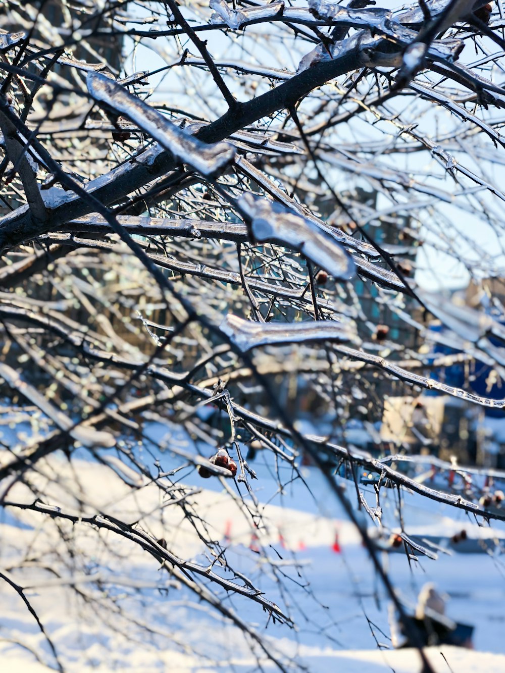 albero marrone senza foglie durante il giorno