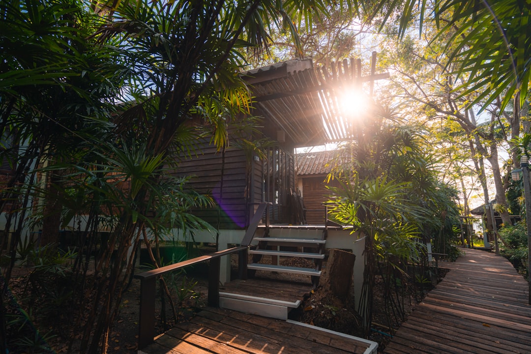 brown wooden stairs near green plants, Bungalow in jungle at sunset