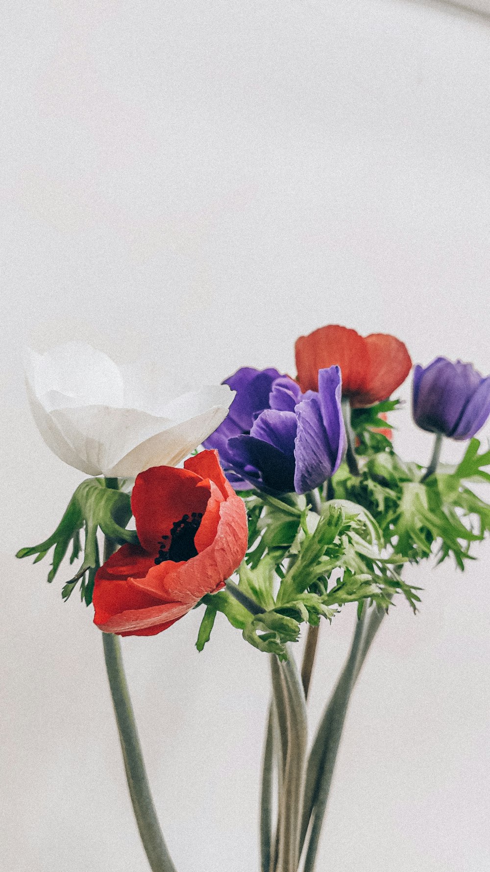 red purple and white flowers