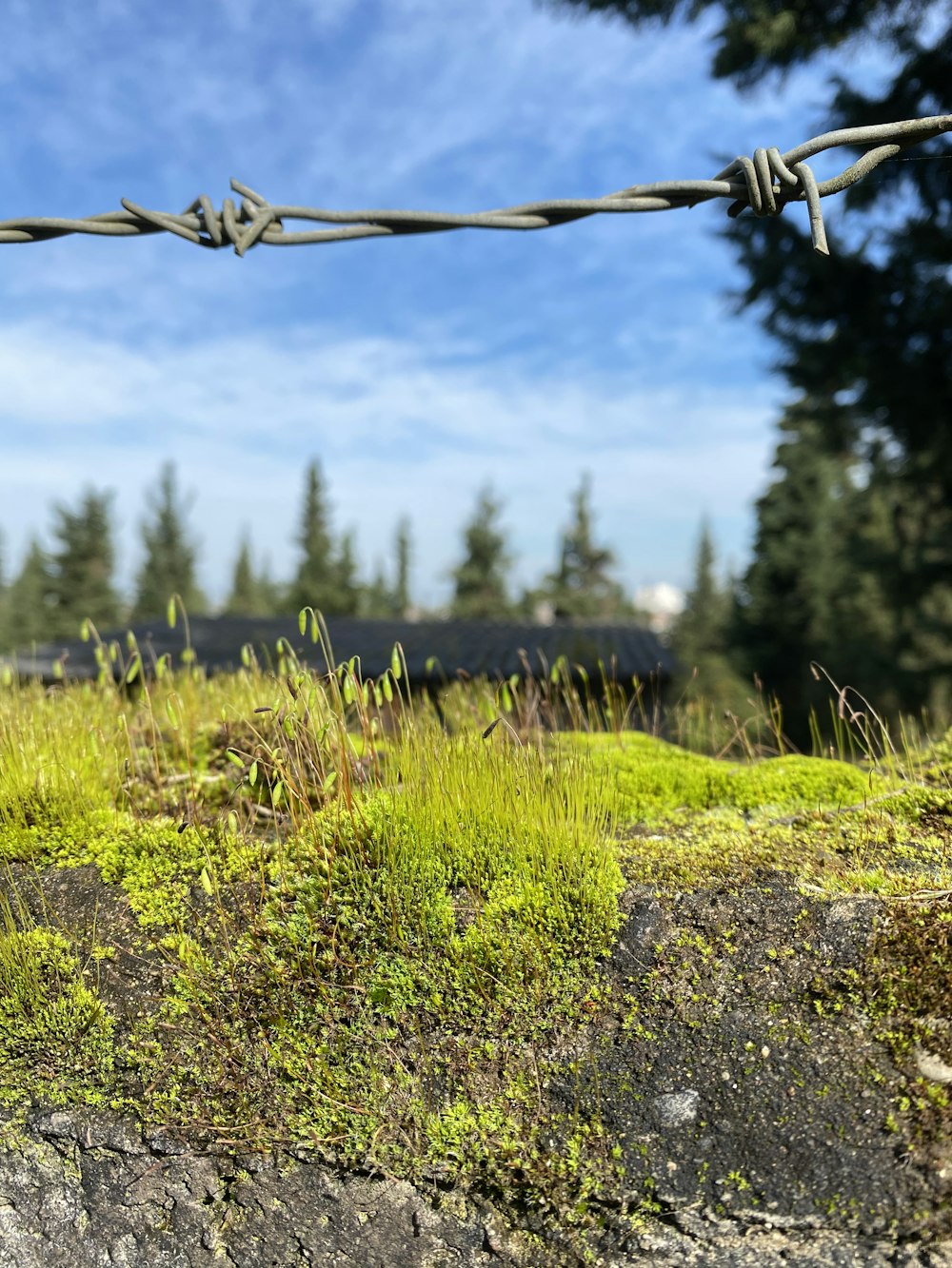 green grass field during daytime