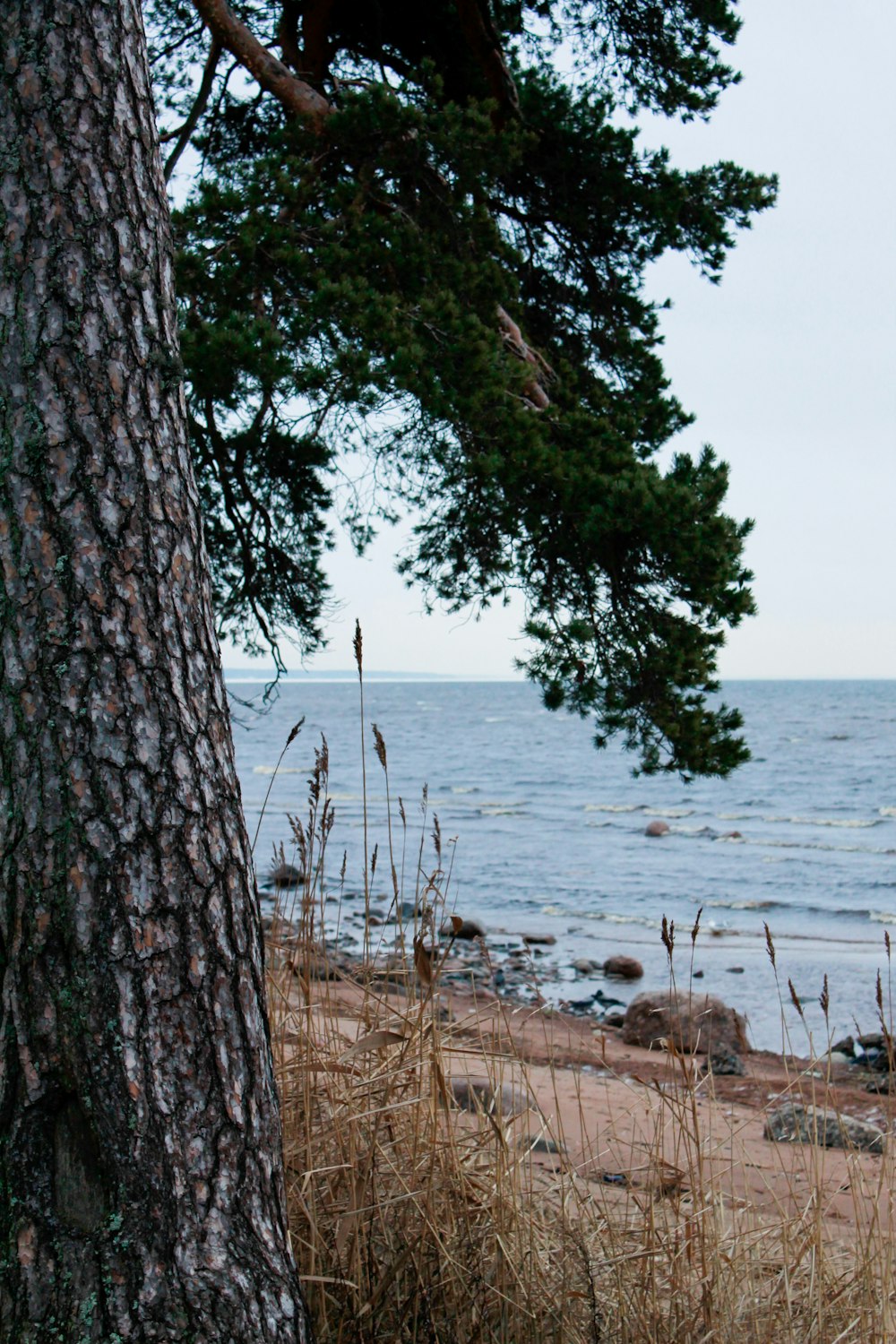 green tree near body of water during daytime