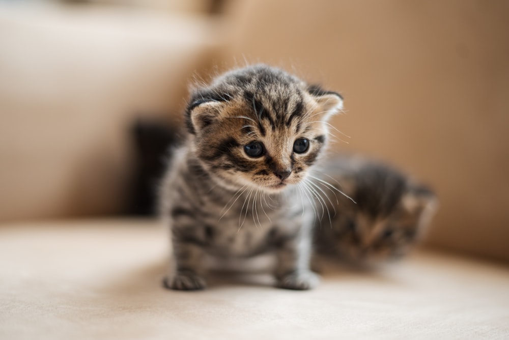 白いテキスタイルに茶色のぶちの子猫