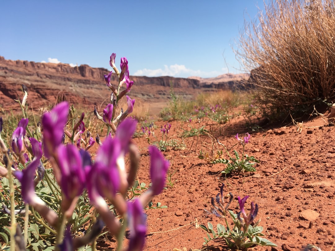 Ecoregion photo spot Kane Spring Rd Canyonlands National Park