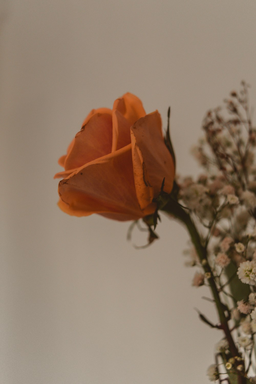 orange flower in tilt shift lens