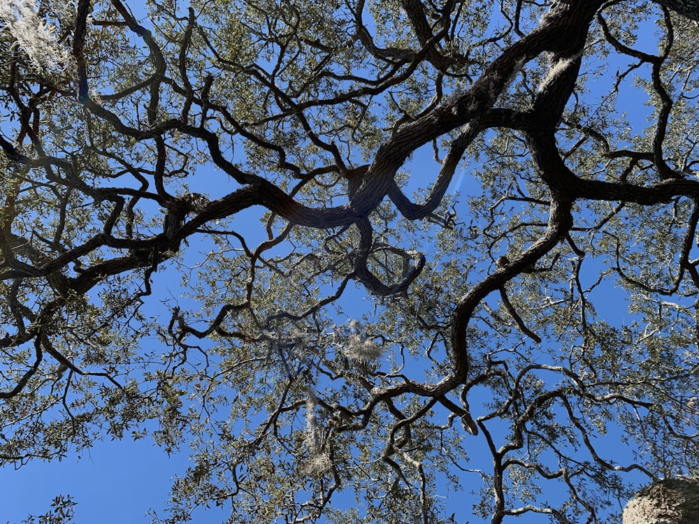 low angle photography of tree during daytime