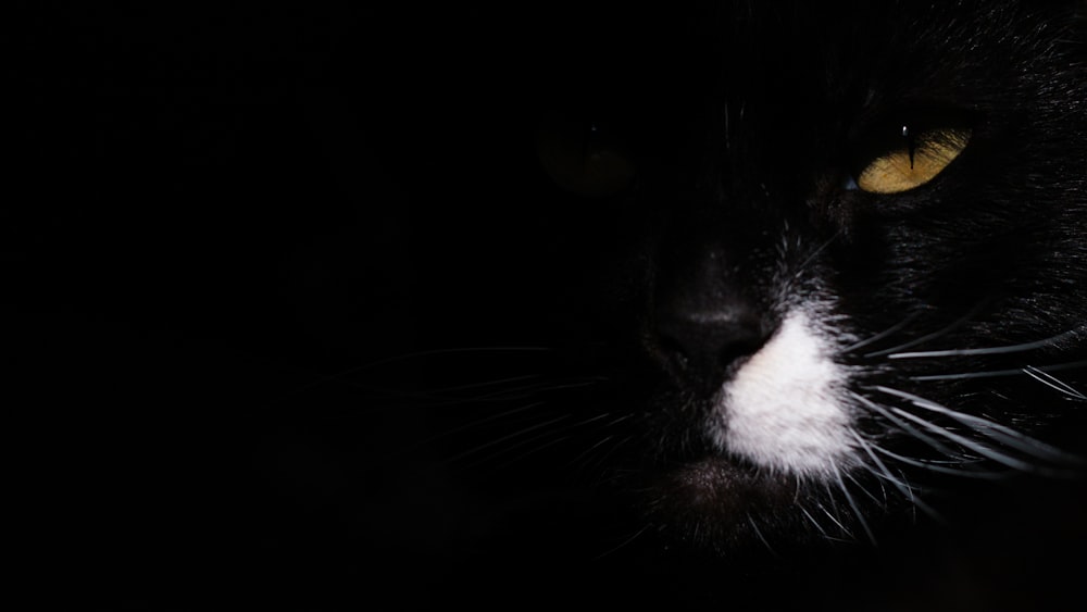 schwarz-weiße Katze mit schwarzem Hintergrund