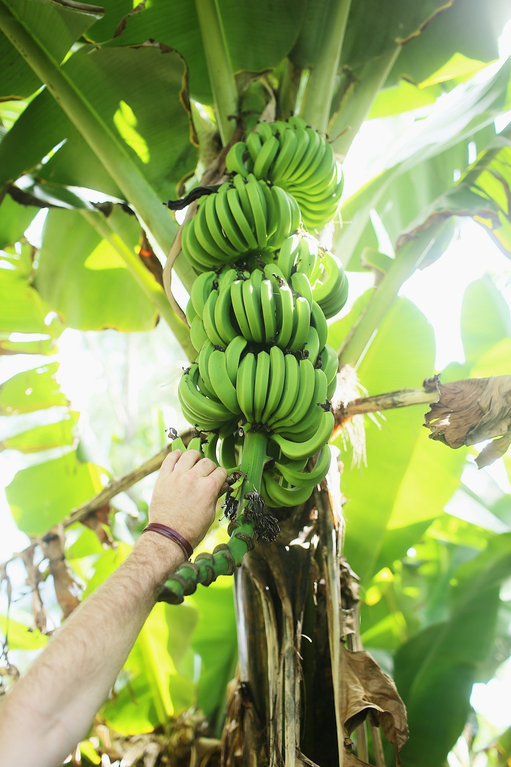 fruta de plátano verde en la mano de las personas